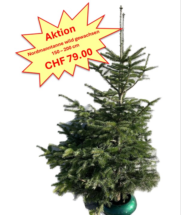 Nordman fir wild growth Action 1.50-2.00m
